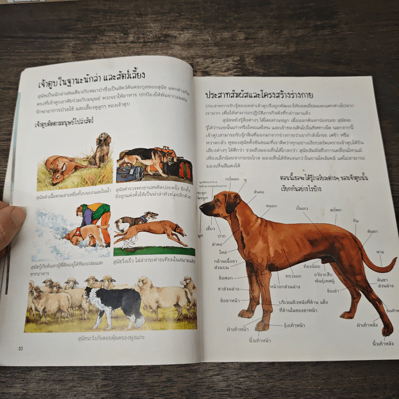 สุนัข สารานุกรมฉบับเยาวชน - เทอา รอส รูปที่ 8
