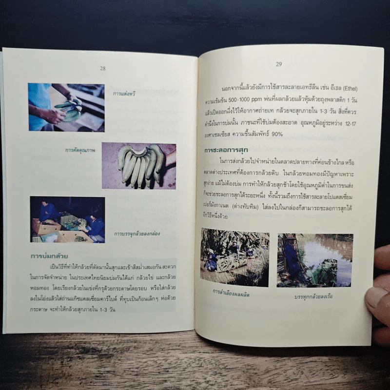การปลูกกล้วย รูปที่ 6