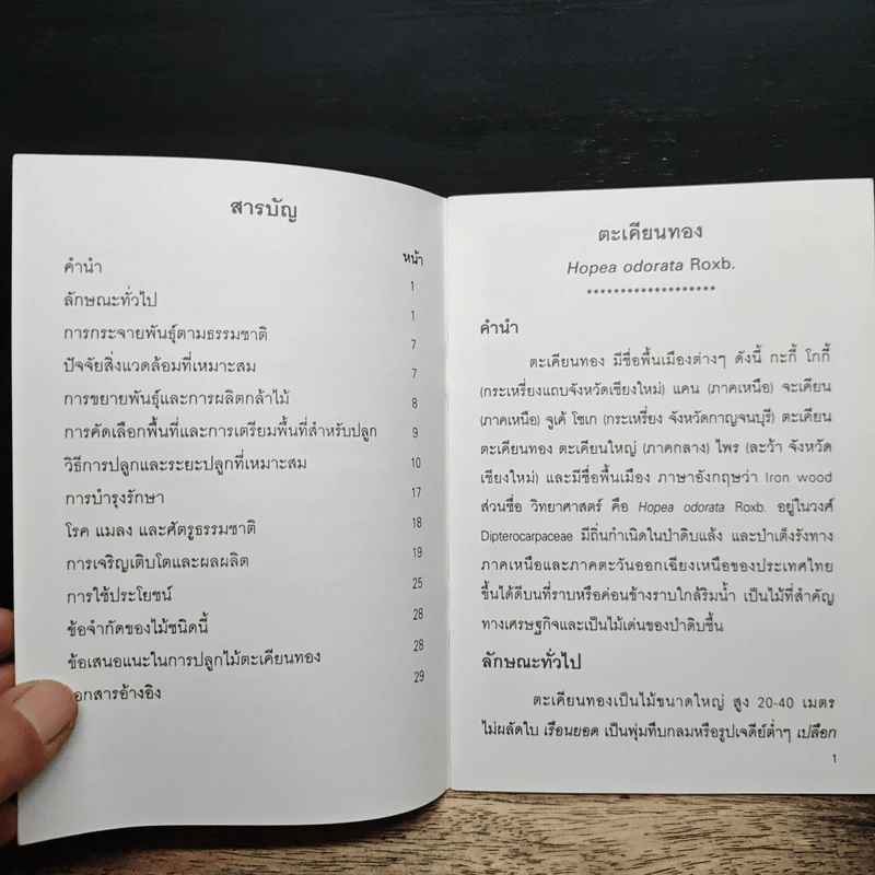 ตะเคียนทอง Hopea odorata Roxb รูปที่ 6