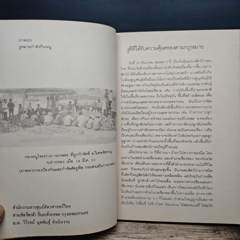 สารศูนย์สัตวศาสตร์ไทย รูปที่ 8
