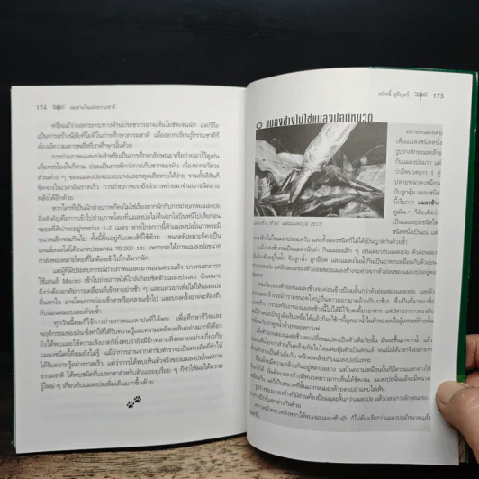 ลมหายใจแห่งธรรมชาติ - สมิทธิ์ สุติบุตร รูปที่ 9