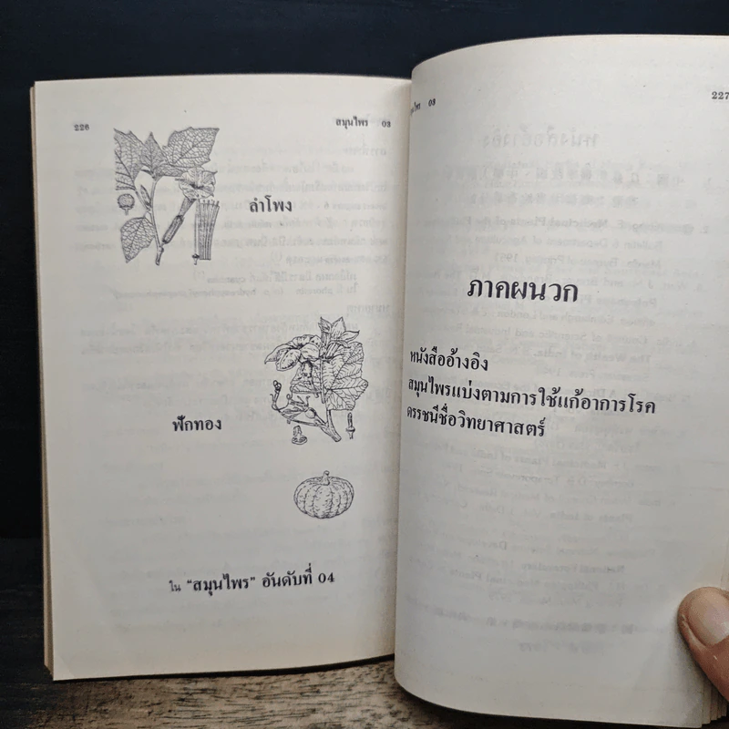 สมุนไพร อันดับที่ 3 หงอนไก่ฝรั่ง รูปที่ 11