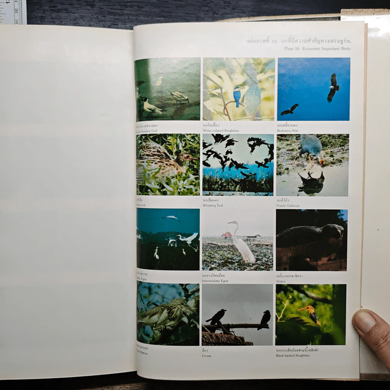 Ecological Studies for Conservation of Shore Birds in Songkhla Lake, Volume 1 รูปที่ 13