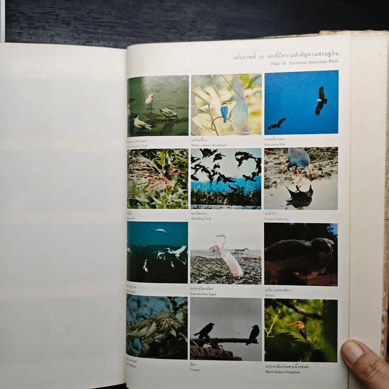 Ecological Studies for Conservation of Shore Birds in Songkhla Lake, Volume 1 รูปที่ 14