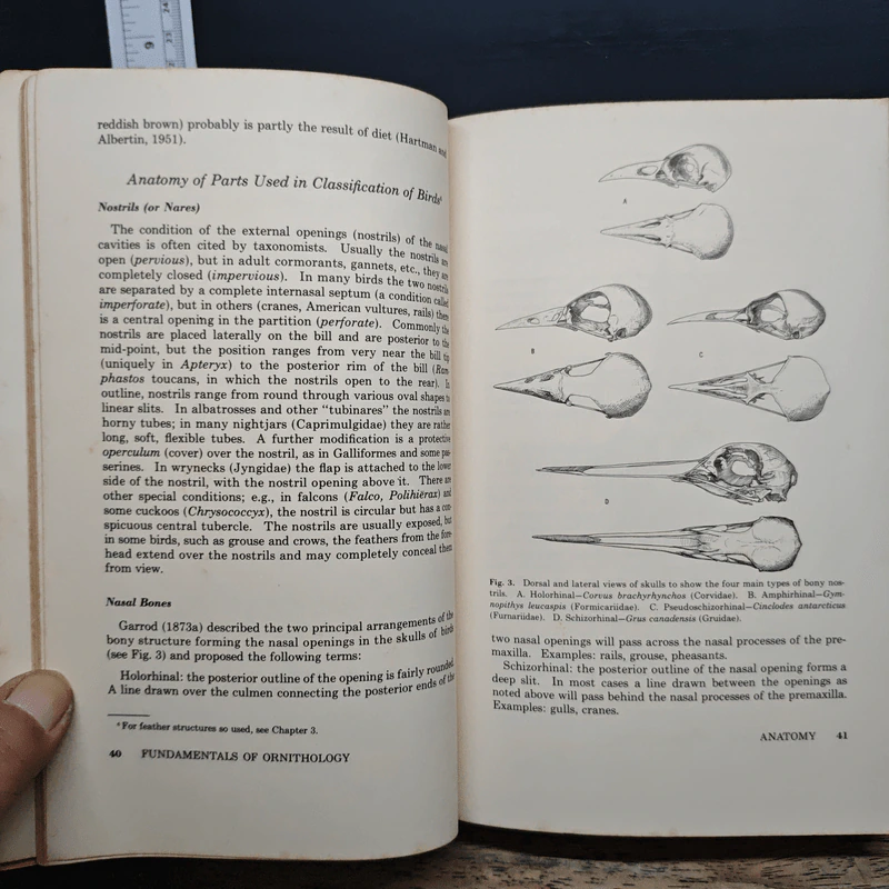 Fundamentals of Ornithology - Josselyn Van Tyne, Andrew J. Berger รูปที่ 12