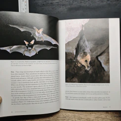 Bats in Question - Don E. Wilson รูปที่ 11