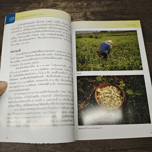 คู่มือเภสัชกรรมแผนไทย เล่ม 5 คณาเภสัช - ชยันต์ พิเชียรสุนทร, วิเชียร จีรวงส์ รูปที่ 8
