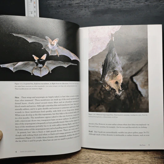 Bats in Question - Don E. Wilson รูปที่ 11