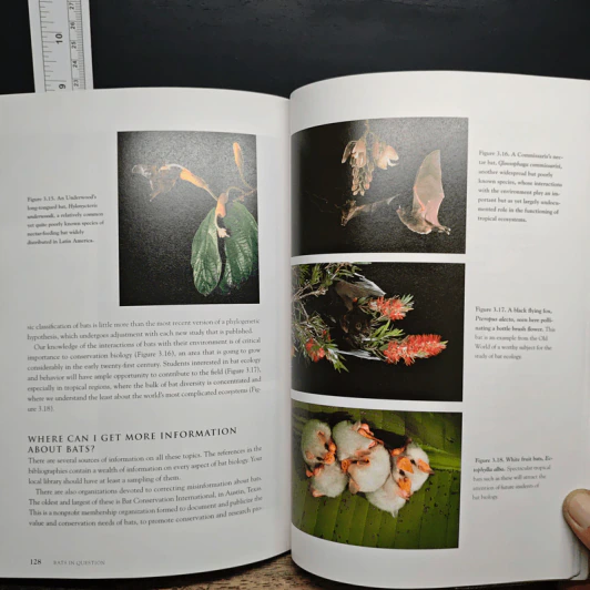 Bats in Question - Don E. Wilson รูปที่ 12