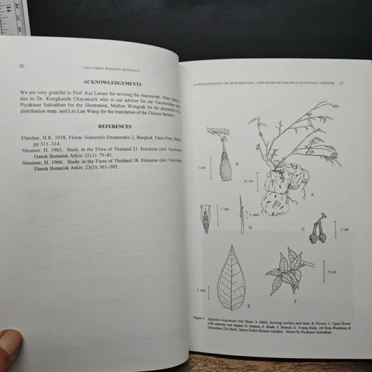 Thai Forest Bulletin (Botany) No. 27 รูปที่ 9