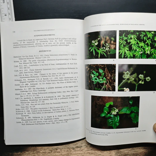 Thai Forest Bulletin (Botany) No. 27 รูปที่ 10