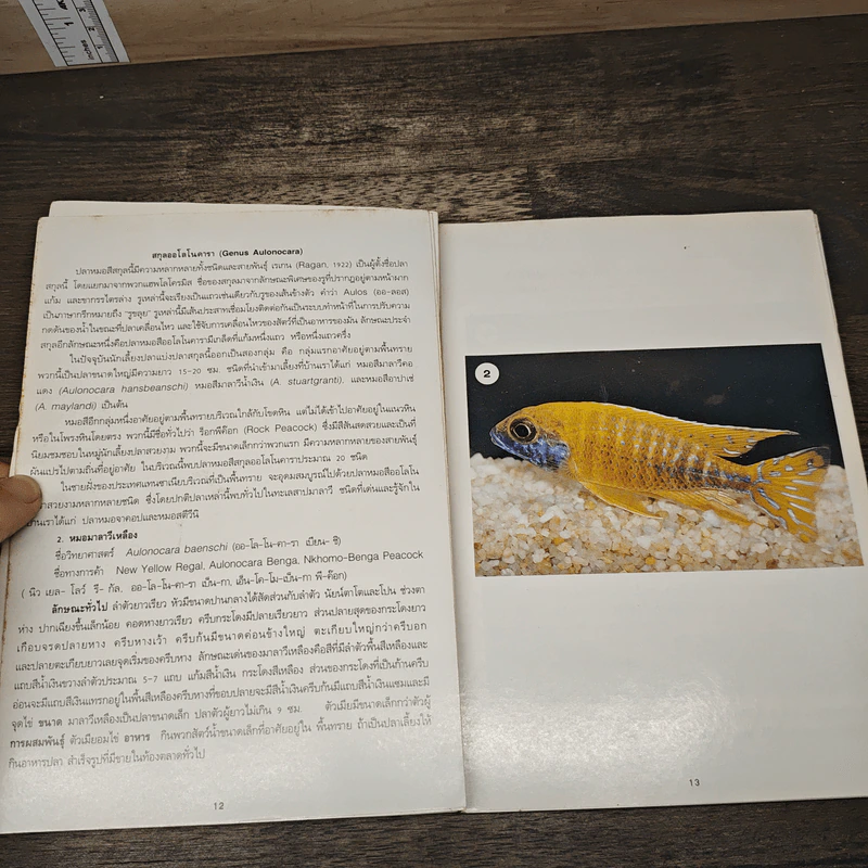 ปลาหมอสี The Cichlids in Thailand รูปที่ 7