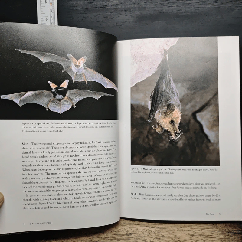 Bats in Question - Don E. Wilson รูปที่ 11