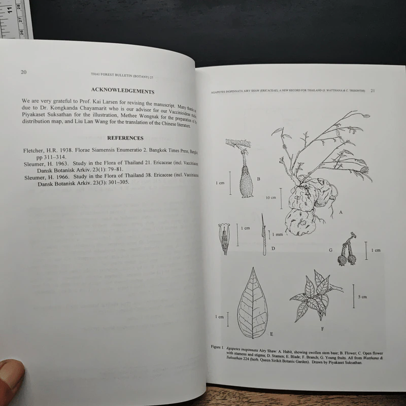 Thai Forest Bulletin (Botany) No. 27 รูปที่ 9