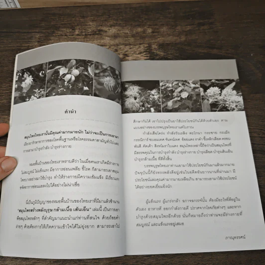 สมุนไพรเพิ่มพลังบุรุษ - ภาณุทรรศน์ รูปที่ 7