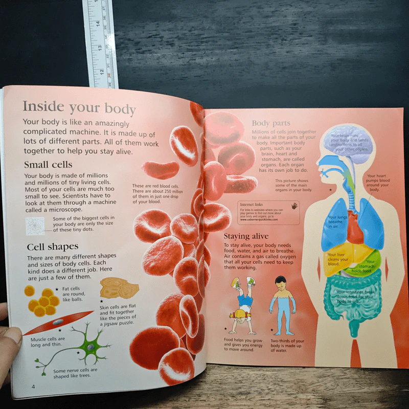 Usborne First Encyclopedia of the Human Body รูปที่ 7
