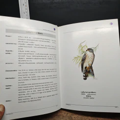 นกในป่าสะแกราช Birds of Sakaerat - สถาบันวิจัยวิทยาศาสตร์และเทคโนโลยีแห่งประเทศไทย รูปที่ 11