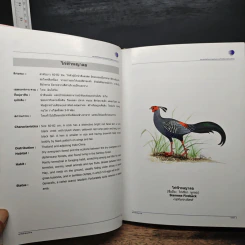 นกในป่าสะแกราช Birds of Sakaerat - สถาบันวิจัยวิทยาศาสตร์และเทคโนโลยีแห่งประเทศไทย รูปที่ 12