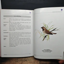 นกในป่าสะแกราช Birds of Sakaerat - สถาบันวิจัยวิทยาศาสตร์และเทคโนโลยีแห่งประเทศไทย รูปที่ 13