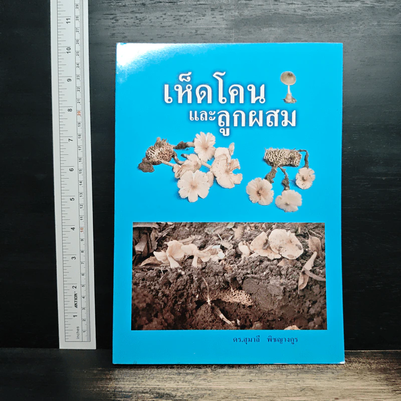 เห็ดโคนและลูกผสม - ดร.สุมาลี พิชญางกูร รูปที่ 1
