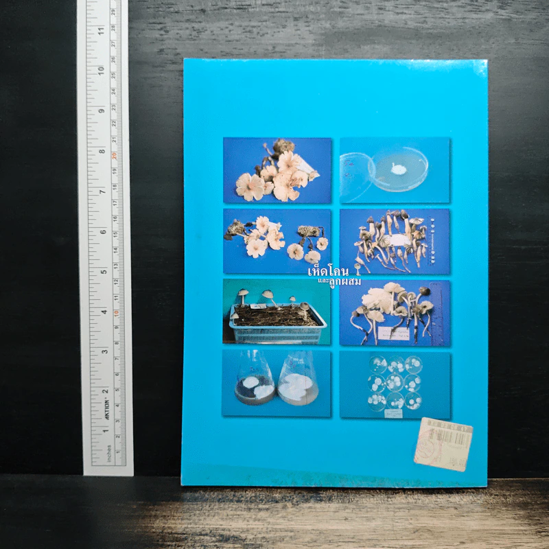 เห็ดโคนและลูกผสม - ดร.สุมาลี พิชญางกูร รูปที่ 2