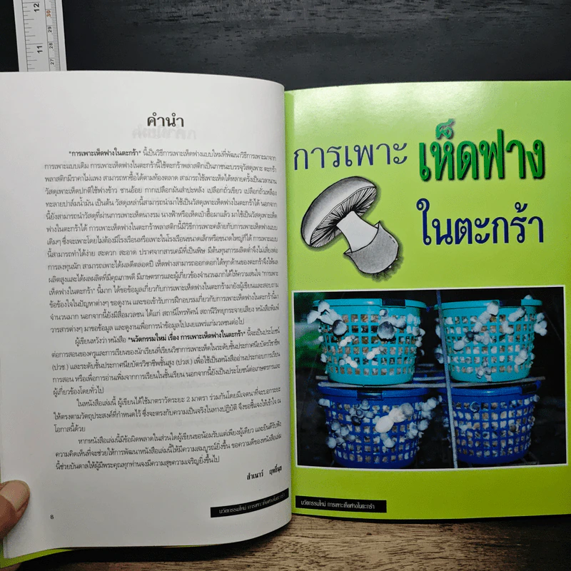 สูตรเด็ดการเพาะเห็ดฟางในตะกร้า - สำเนาว์ ฤทธิ์นุช รูปที่ 7