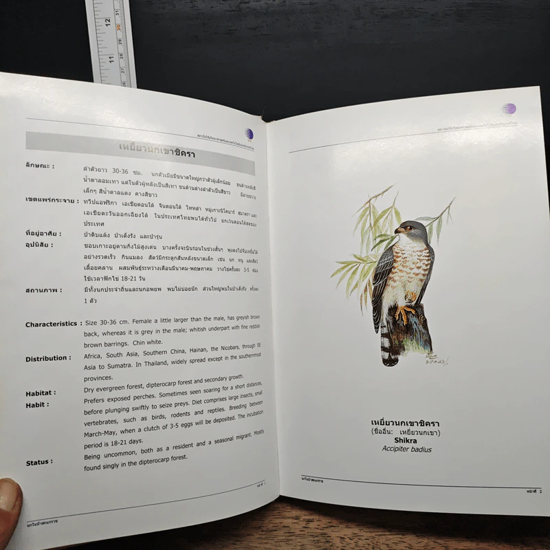 นกในป่าสะแกราช Birds of Sakaerat - สถาบันวิจัยวิทยาศาสตร์และเทคโนโลยีแห่งประเทศไทย รูปที่ 11