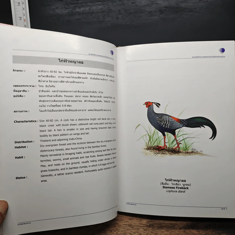 นกในป่าสะแกราช Birds of Sakaerat - สถาบันวิจัยวิทยาศาสตร์และเทคโนโลยีแห่งประเทศไทย รูปที่ 12