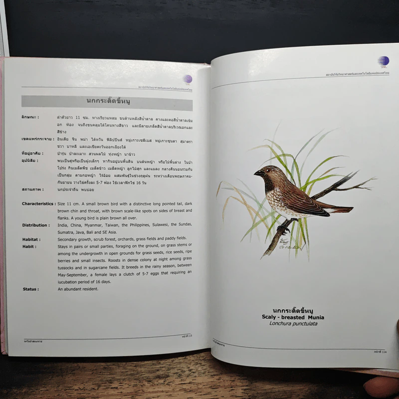 นกในป่าสะแกราช Birds of Sakaerat - สถาบันวิจัยวิทยาศาสตร์และเทคโนโลยีแห่งประเทศไทย รูปที่ 13