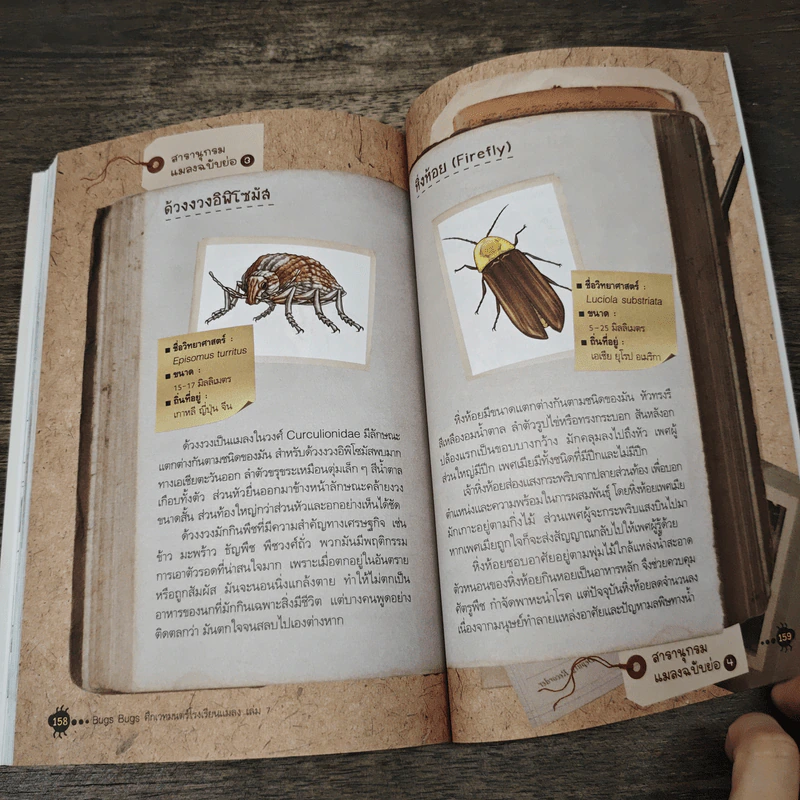 Bugs Bugs ศึกเวทมนตร์โรงเรียนแมลง เล่ม 7 รูปที่ 8
