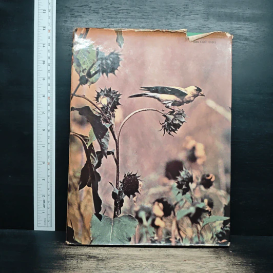 Song Birds - Crescent รูปที่ 2