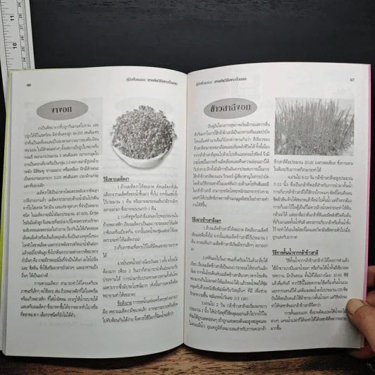 สารพัดวิธีเพาะถั่วงอกปลอดสารเคมี เพาะกินเองก็ได้ เพาะขายก็ดี - กำพล กาหลง รูปที่ 8