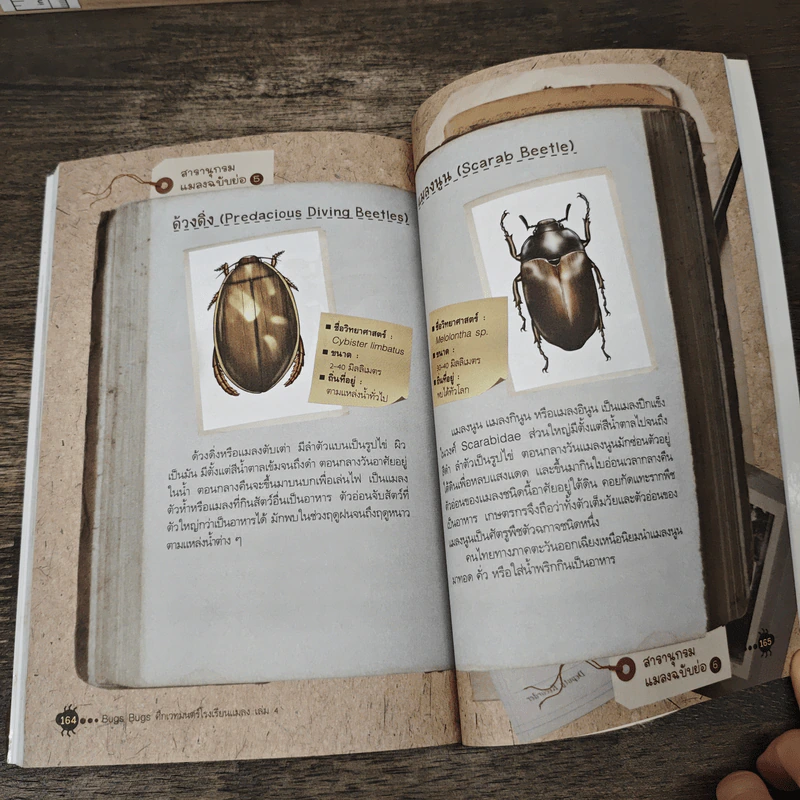 Bugs Bugs ศึกเวทมนตร์โรงเรียนแมลง เล่ม 4 รูปที่ 9