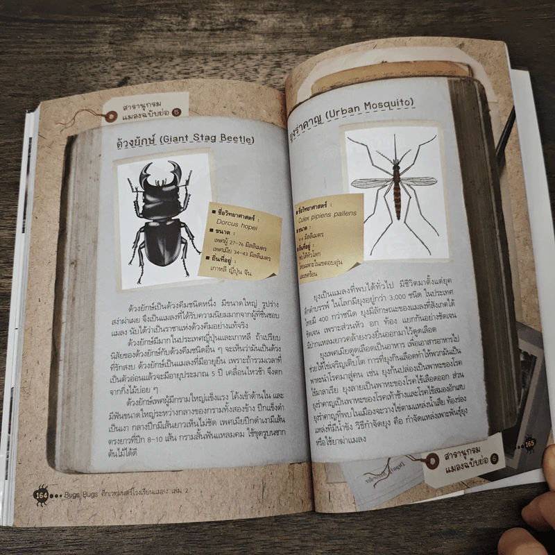Bugs Bugs ศึกเวทมนตร์โรงเรียนแมลง เล่ม 2 รูปที่ 9