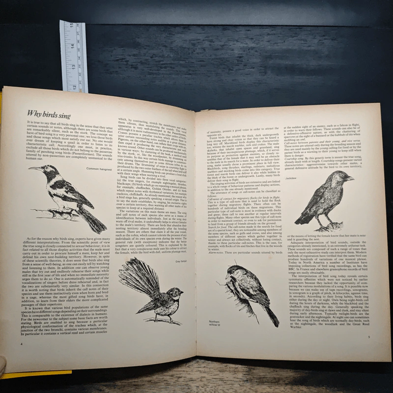 Song Birds - Crescent รูปที่ 6