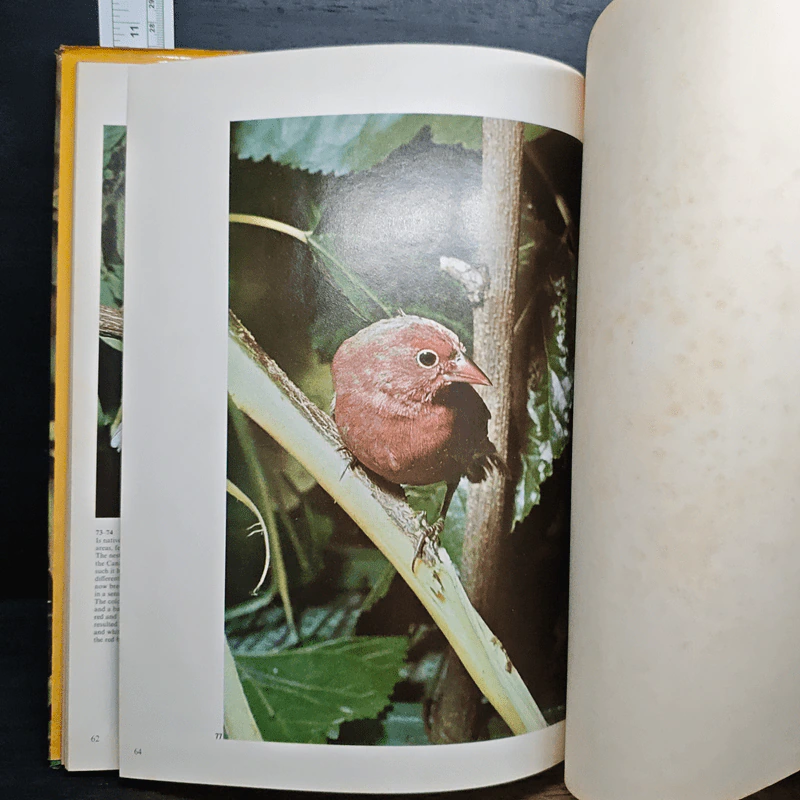 Song Birds - Crescent รูปที่ 7