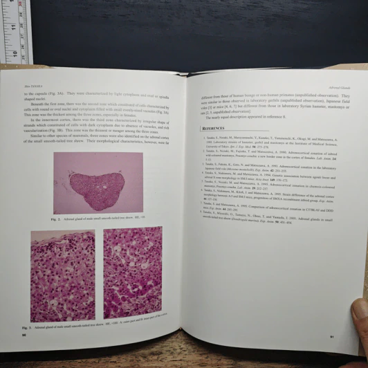 Mysterious Arboreal Tupai; - Hideki Endo, Junzo Yamada รูปที่ 9