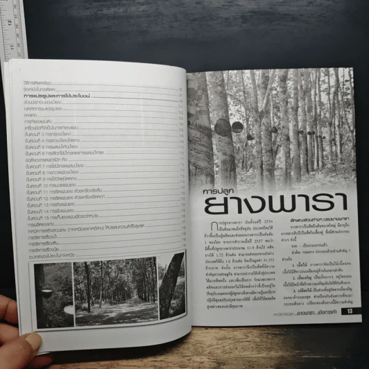 ยางพาราเชิงการค้า รูปที่ 8