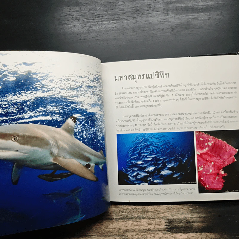 ทะเล ปะการัง และชายหาด - มูลนิธิเพื่อการอนุรักษ์ ฟื้นฟูปะการังและชายหาด รูปที่ 10