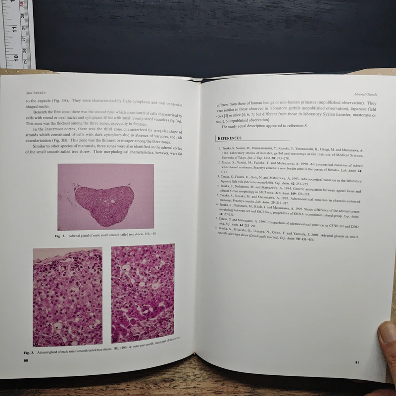 Mysterious Arboreal Tupai; - Hideki Endo, Junzo Yamada รูปที่ 9