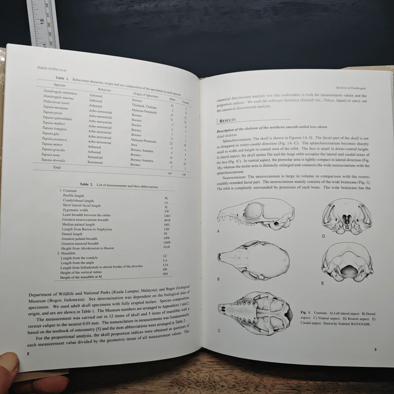 Mysterious Arboreal Tupai; - Hideki Endo, Junzo Yamada รูปที่ 8