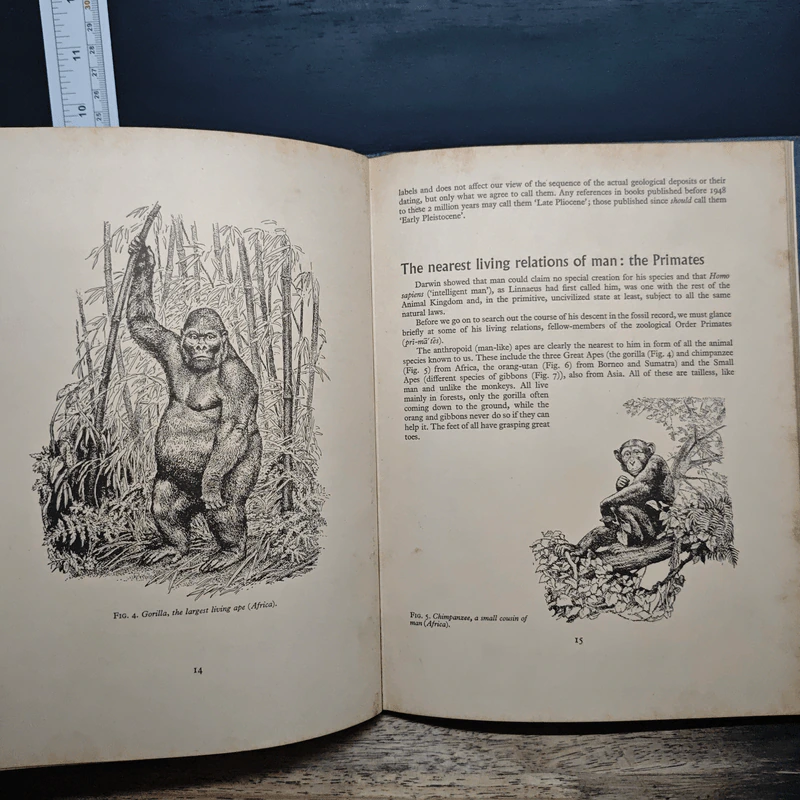 The Making of Man - Cornwall, Howard รูปที่ 9