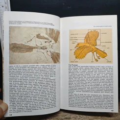 Simon & Schuster's Guide to Birds รูปที่ 9
