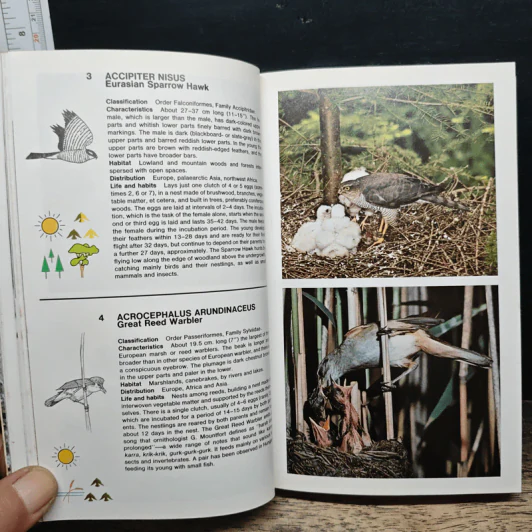 Simon & Schuster's Guide to Birds รูปที่ 11