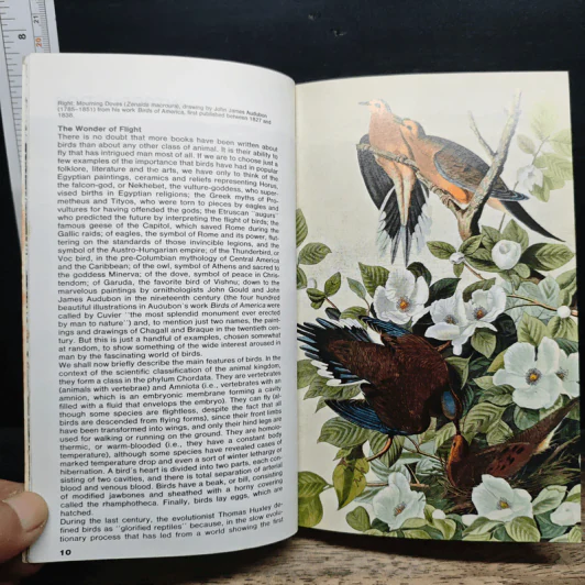 Simon & Schuster's Guide to Birds รูปที่ 8