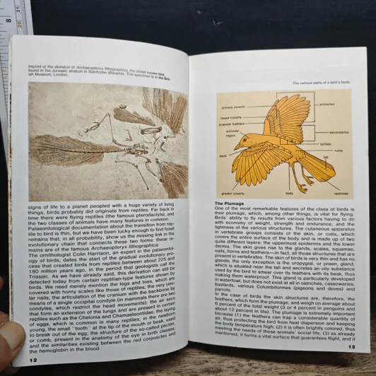 Simon & Schuster's Guide to Birds รูปที่ 9