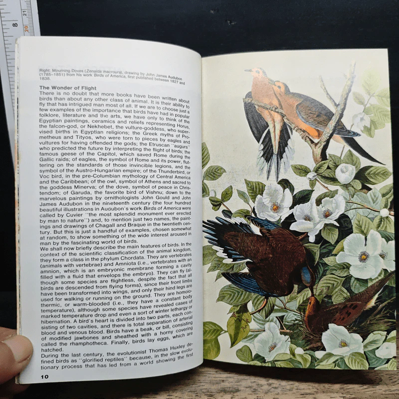 Simon & Schuster's Guide to Birds รูปที่ 8