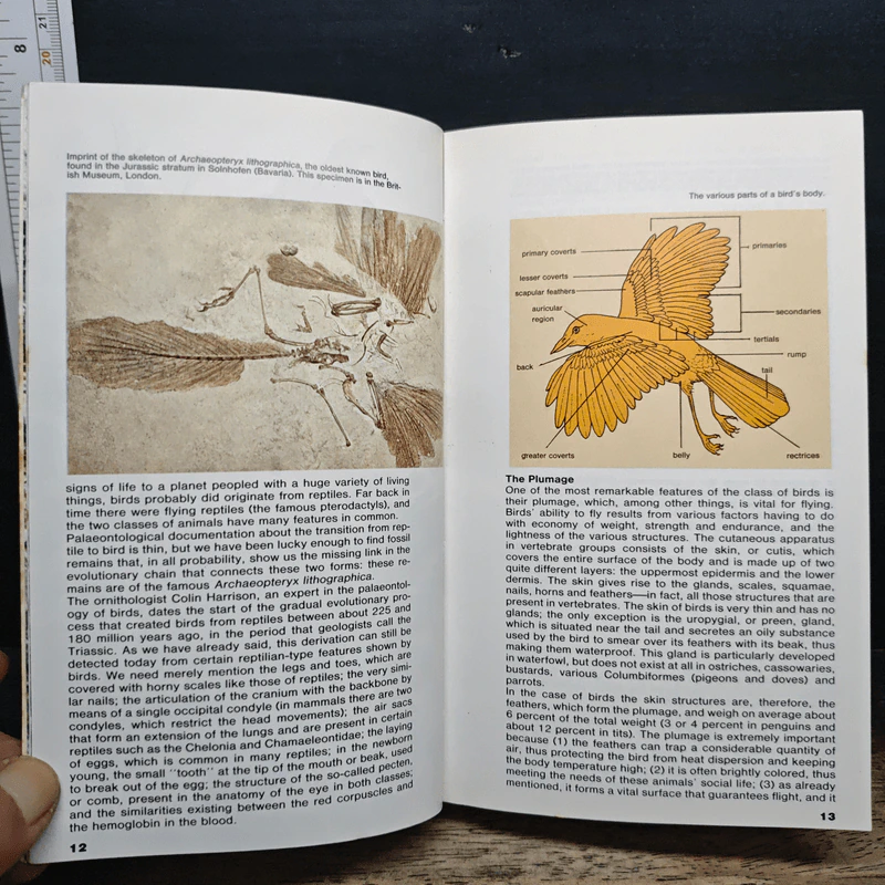 Simon & Schuster's Guide to Birds รูปที่ 9