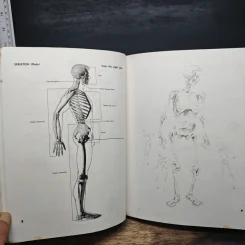 Atlas of Human Anatomy for the Artist - Stephen RogersPeck รูปที่ 12