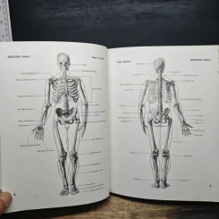 Atlas of Human Anatomy for the Artist - Stephen RogersPeck รูปที่ 11